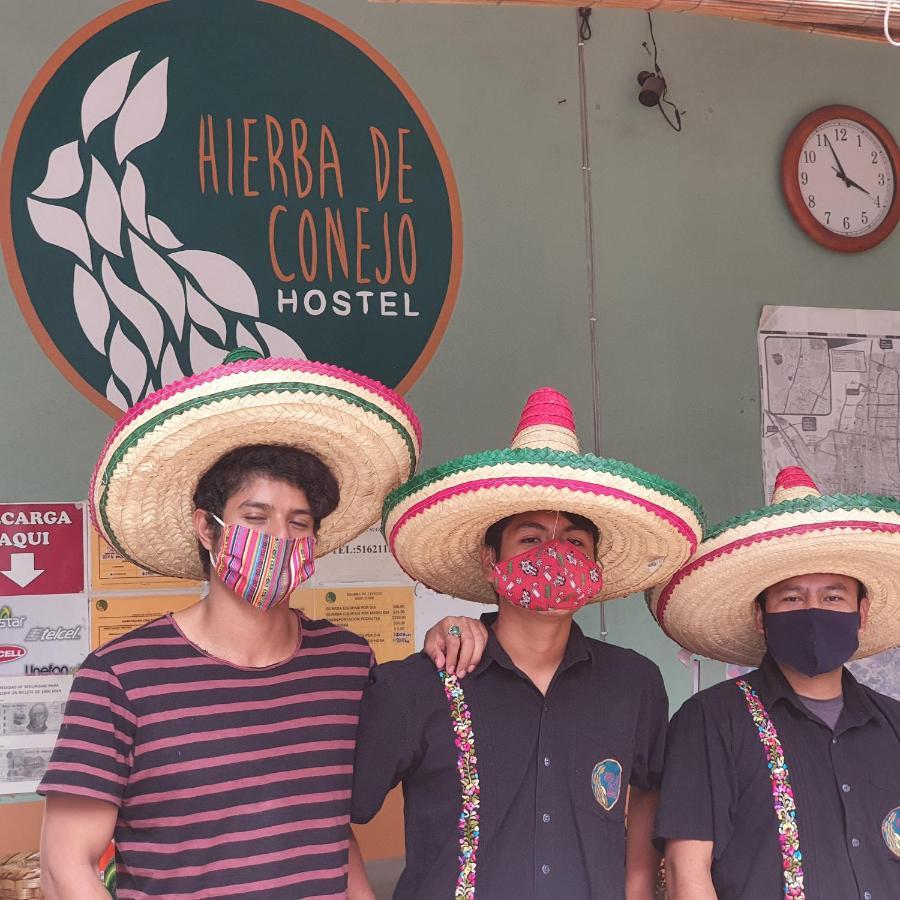 Hierba De Conejo Hostel Oaxaca Esterno foto