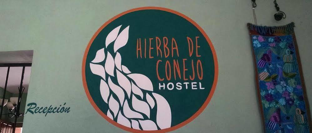 Hierba De Conejo Hostel Oaxaca Esterno foto