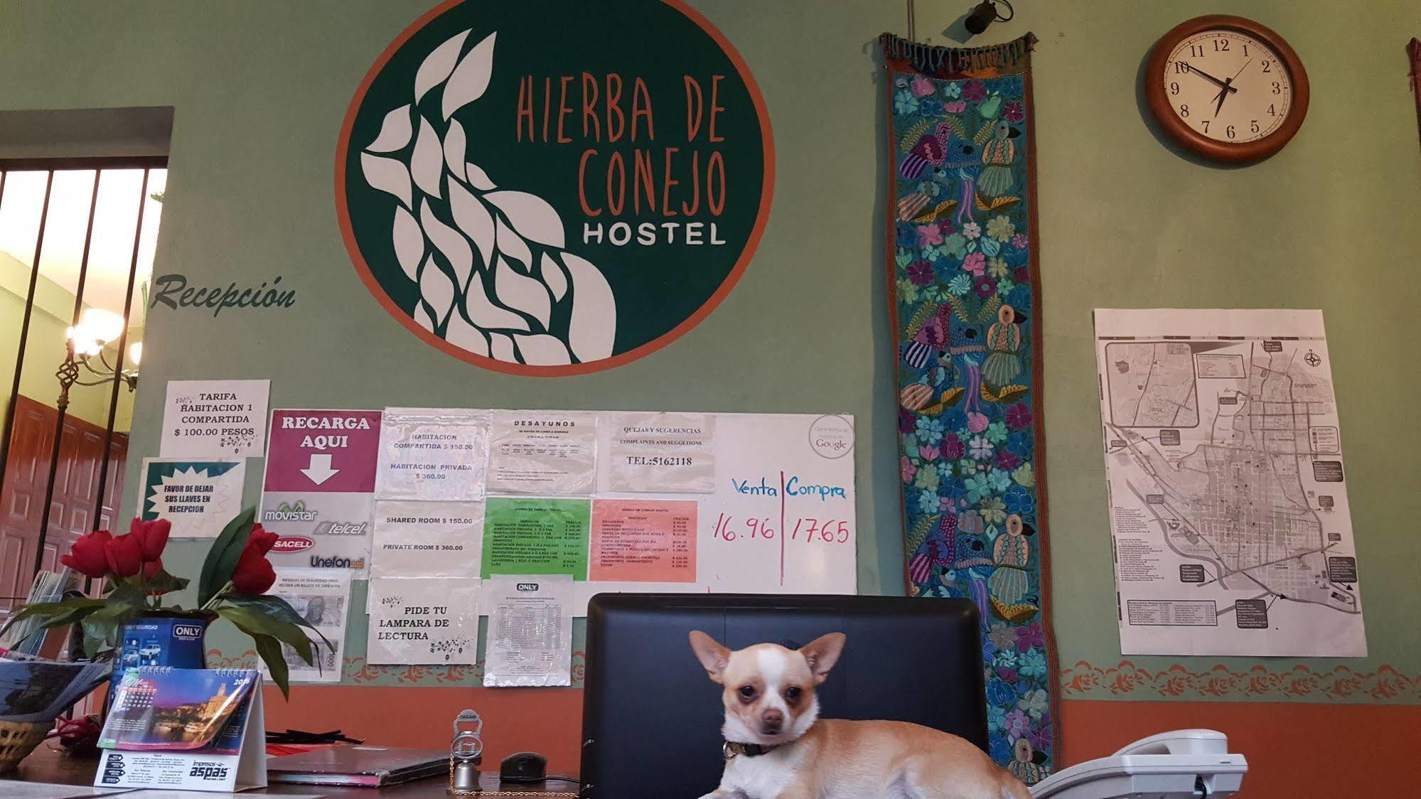 Hierba De Conejo Hostel Oaxaca Esterno foto